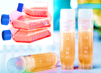 [SK-25CELL-130] Mouse B Lymphocytes