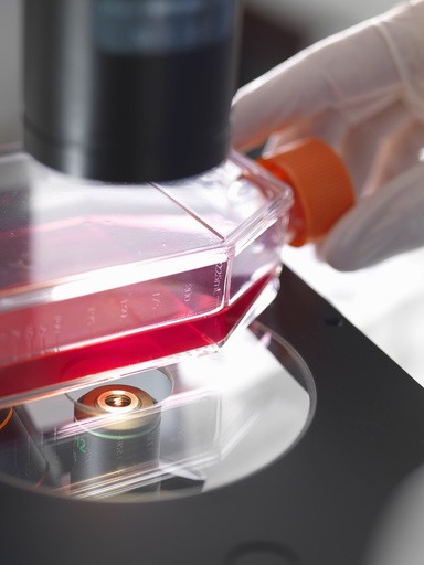 [ASTPLATE-SA2-138] Immortalized Sheep Ovary Granulosa Cells